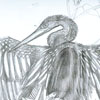 anhinga pencil 