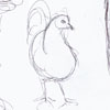 life drawings of chickens