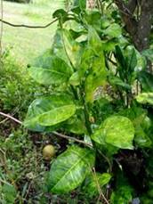 Pummelo grove leaves on infected tree 